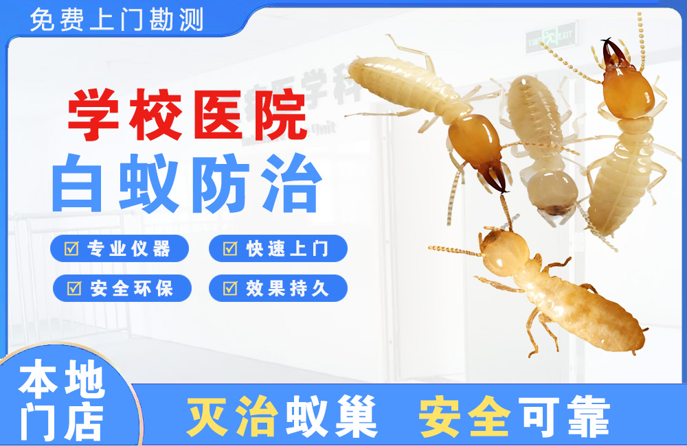 扬州学校医院白蚁防治