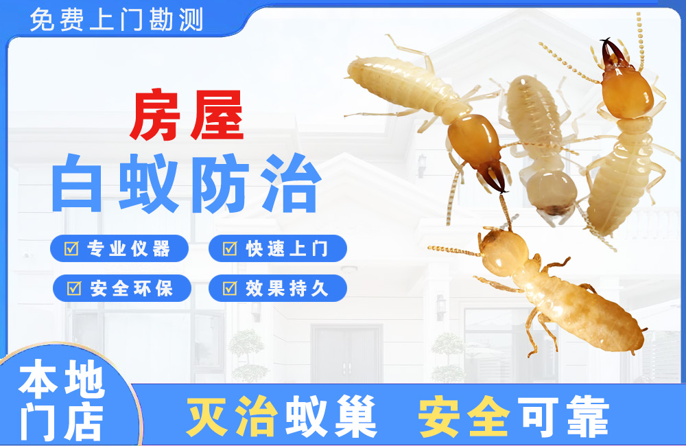 扬州房屋白蚁防治